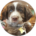 Dee Higgins profile picture